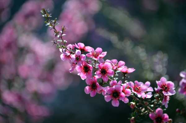  - Essential Oils